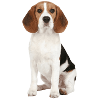 Beagle-Dog-PNG-Image